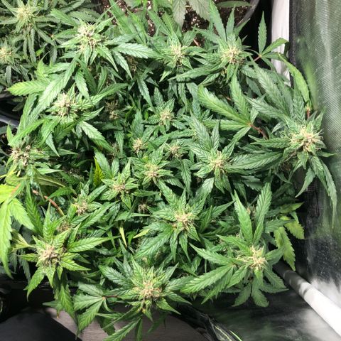 Purple Punch Auto growlog timeline photo
