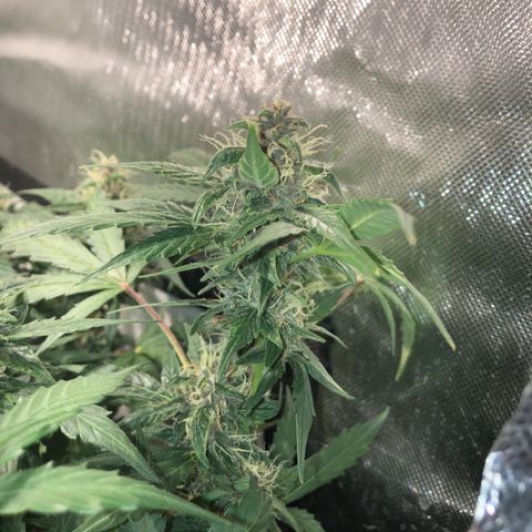 Purple Punch Auto growlog timeline photo
