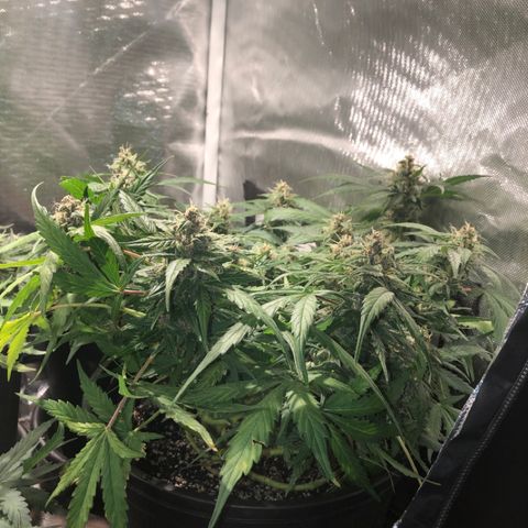 Purple Punch Auto growlog timeline photo