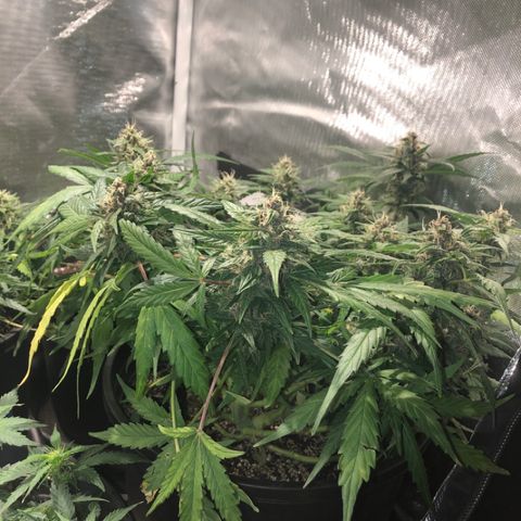 Purple Punch Auto growlog timeline photo