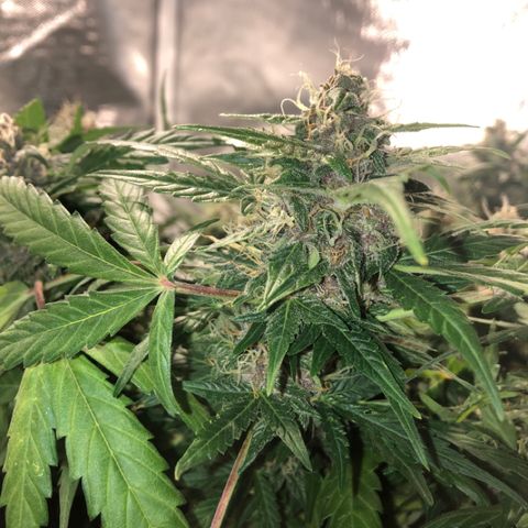 Purple Punch Auto growlog timeline photo