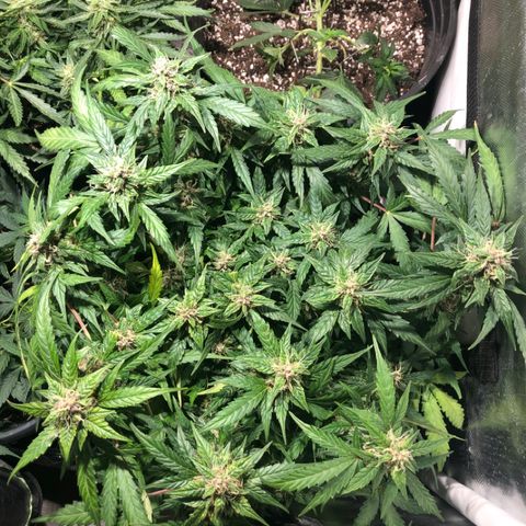 Purple Punch Auto growlog timeline photo