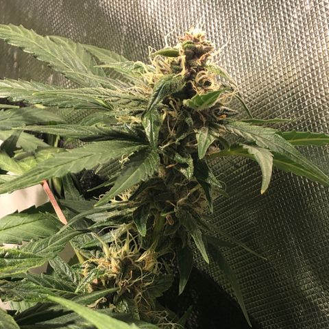 Purple Punch Auto growlog timeline photo