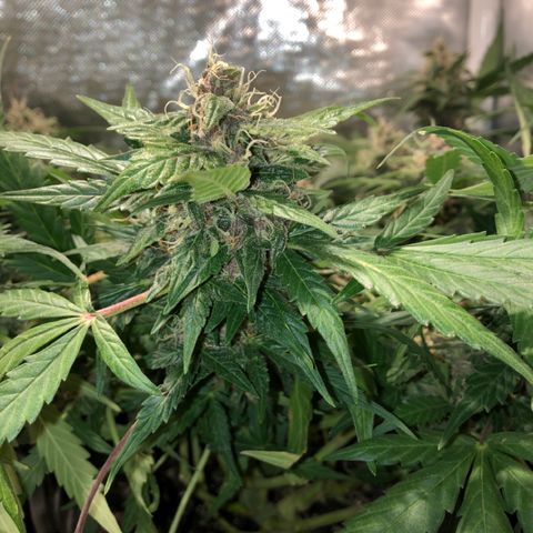 Purple Punch Auto growlog timeline photo