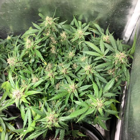 Purple Punch Auto growlog timeline photo