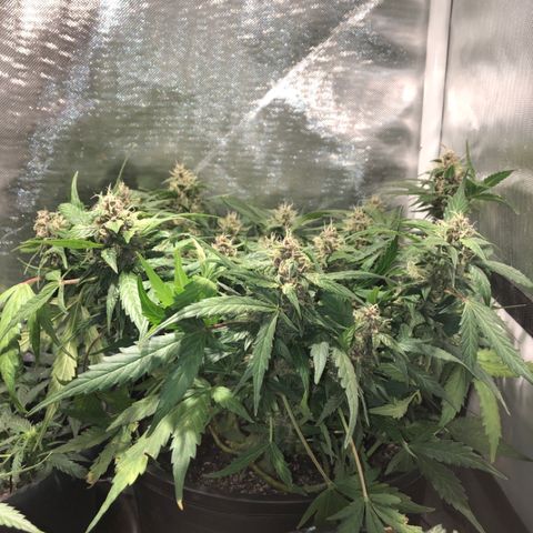 Purple Punch Auto growlog timeline photo