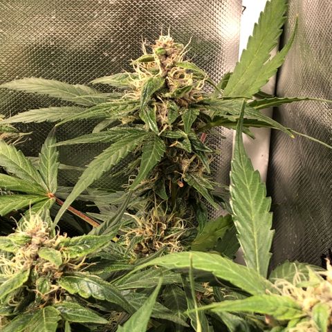 Purple Punch Auto growlog timeline photo