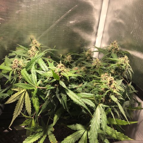 Purple Punch Auto growlog timeline photo