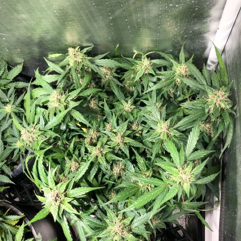 Purple Punch Auto growlog timeline photo