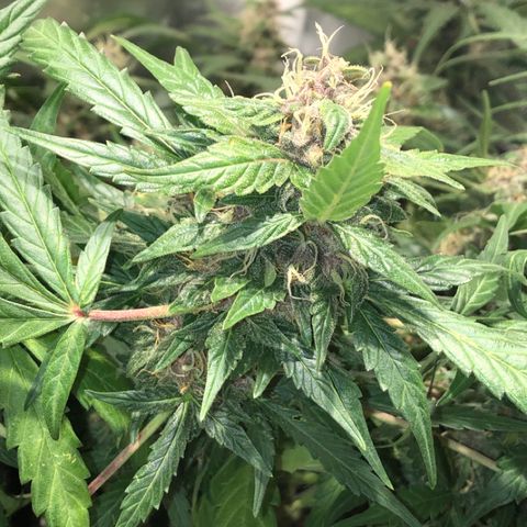 Purple Punch Auto growlog timeline photo