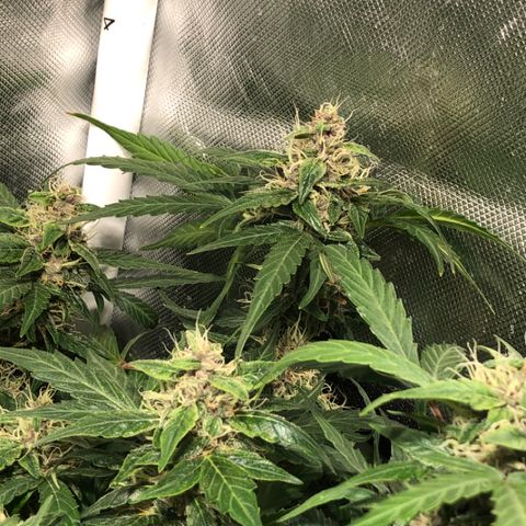 Purple Punch Auto growlog timeline photo