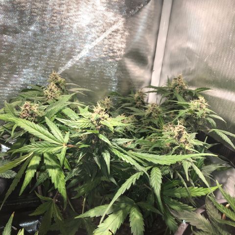 Purple Punch Auto growlog timeline photo