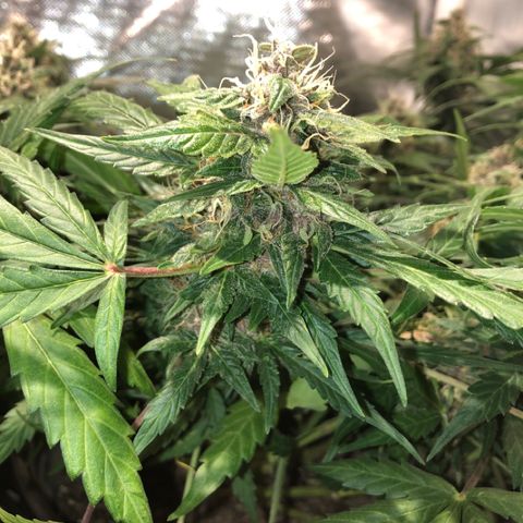 Purple Punch Auto growlog timeline photo