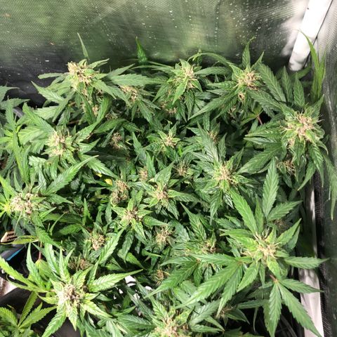 Purple Punch Auto growlog timeline photo