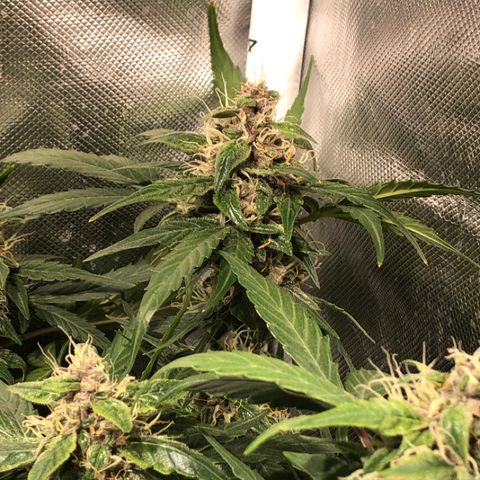 Purple Punch Auto growlog timeline photo