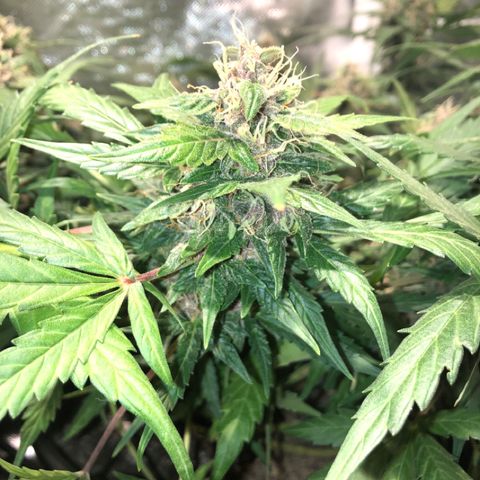 Purple Punch Auto growlog timeline photo