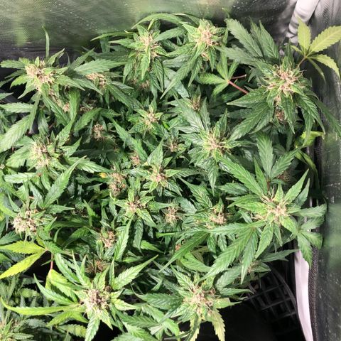 Purple Punch Auto growlog timeline photo