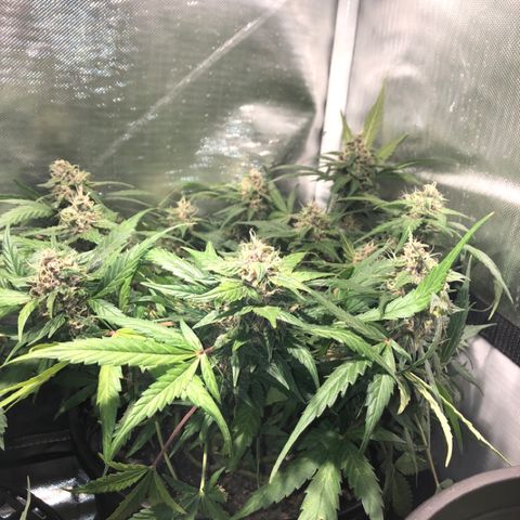 Purple Punch Auto growlog timeline photo
