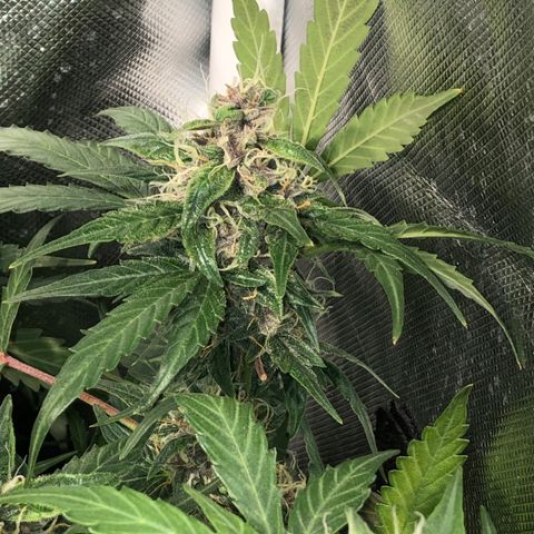 Purple Punch Auto growlog timeline photo