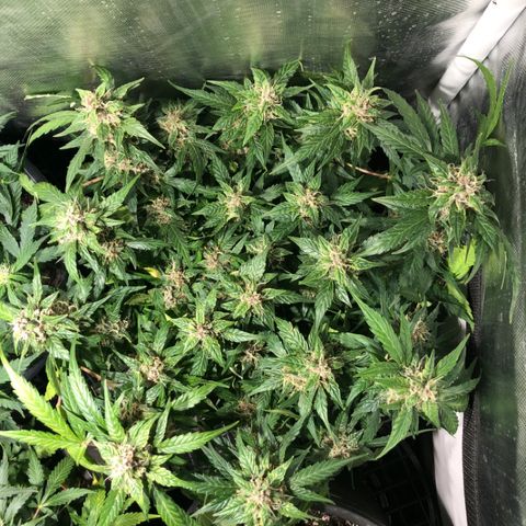 Purple Punch Auto growlog timeline photo