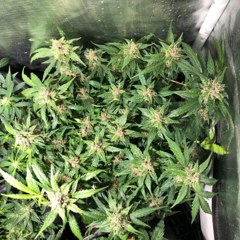 Purple Punch Auto growlog timeline photo
