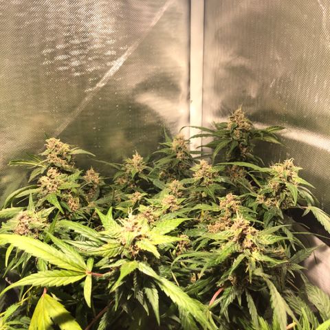 Purple Punch Auto growlog timeline photo