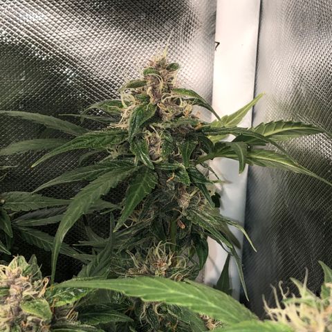 Purple Punch Auto growlog timeline photo