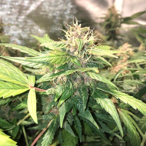 Purple Punch Auto growlog timeline photo