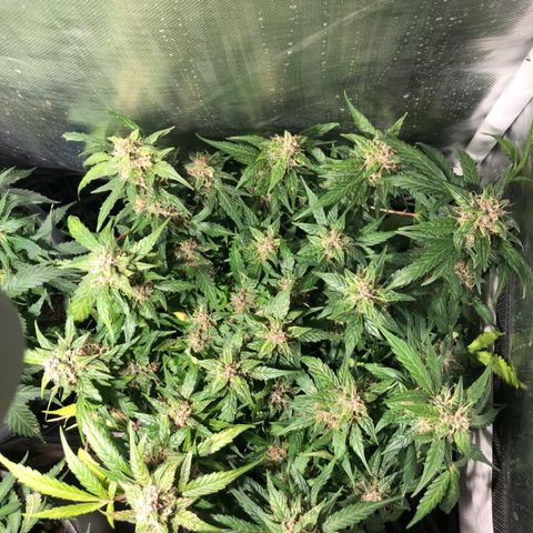Purple Punch Auto growlog timeline photo