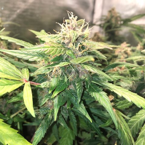 Purple Punch Auto growlog timeline photo