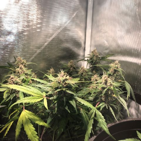 Purple Punch Auto growlog timeline photo