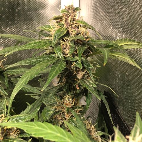 Purple Punch Auto growlog timeline photo