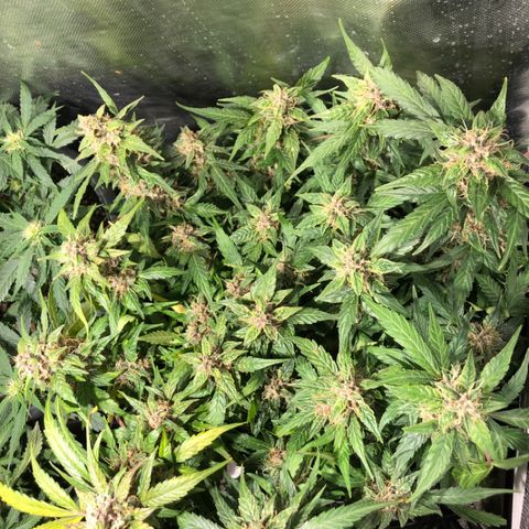 Purple Punch Auto growlog timeline photo