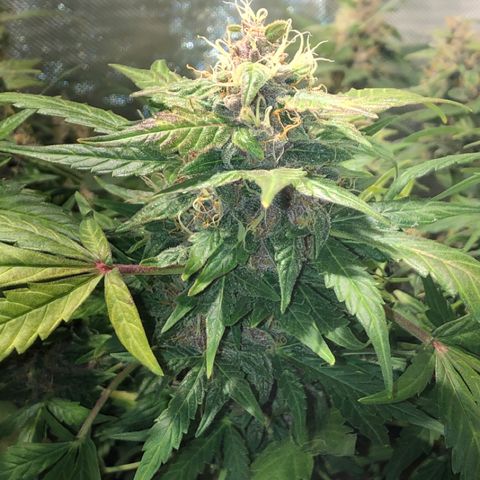Purple Punch Auto growlog timeline photo