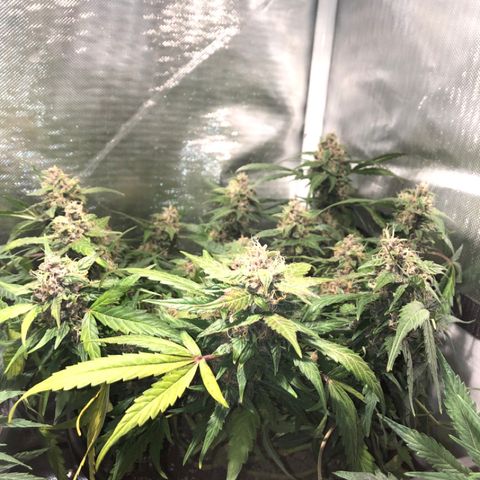 Purple Punch Auto growlog timeline photo