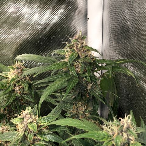 Purple Punch Auto growlog timeline photo
