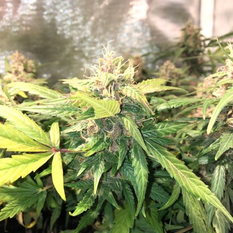 Purple Punch Auto growlog timeline photo