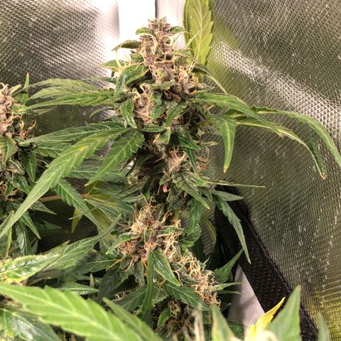 Purple Punch Auto growlog timeline photo