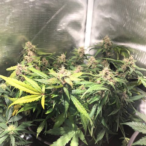 Purple Punch Auto growlog timeline photo