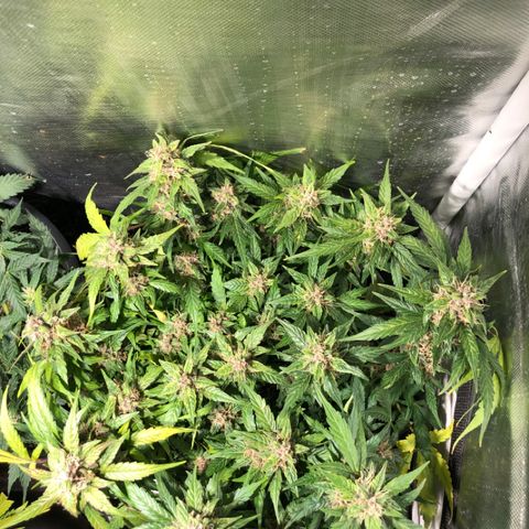 Purple Punch Auto growlog timeline photo