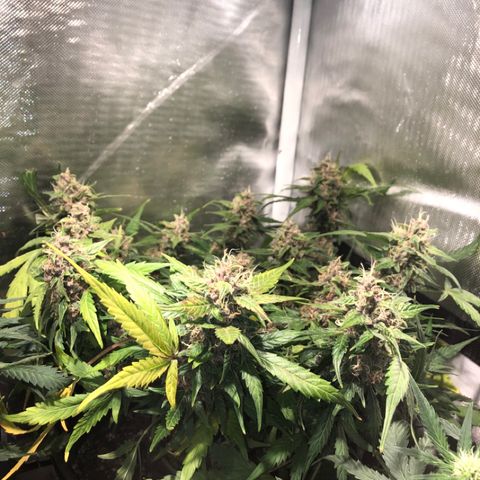 Purple Punch Auto growlog timeline photo