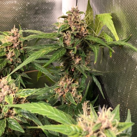 Purple Punch Auto growlog timeline photo