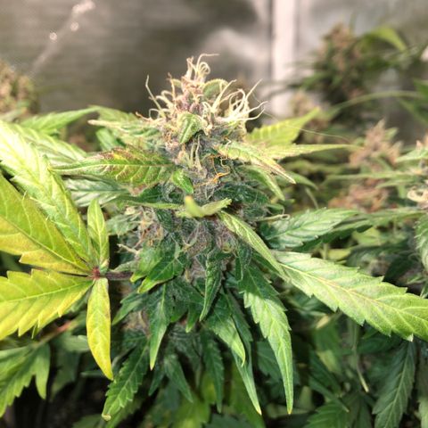 Purple Punch Auto growlog timeline photo