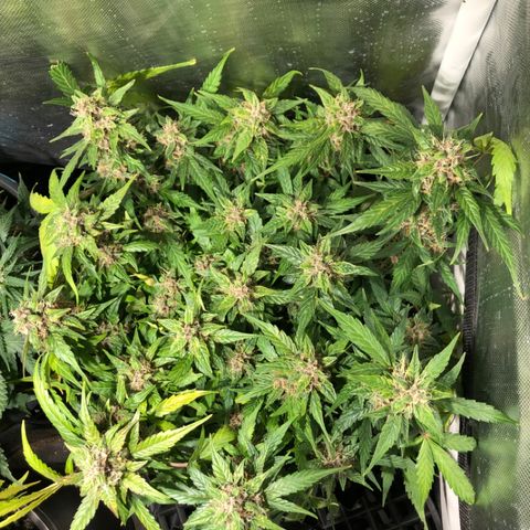 Purple Punch Auto growlog timeline photo