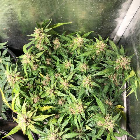 Purple Punch Auto growlog timeline photo