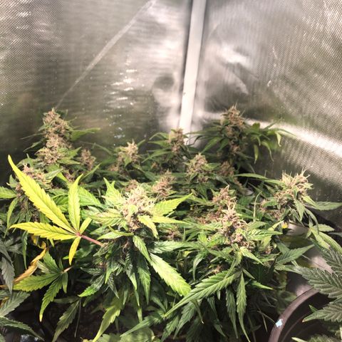 Purple Punch Auto growlog timeline photo