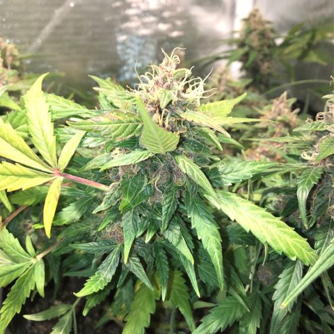 Purple Punch Auto growlog timeline photo