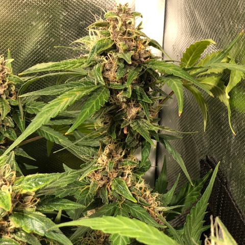 Purple Punch Auto growlog timeline photo