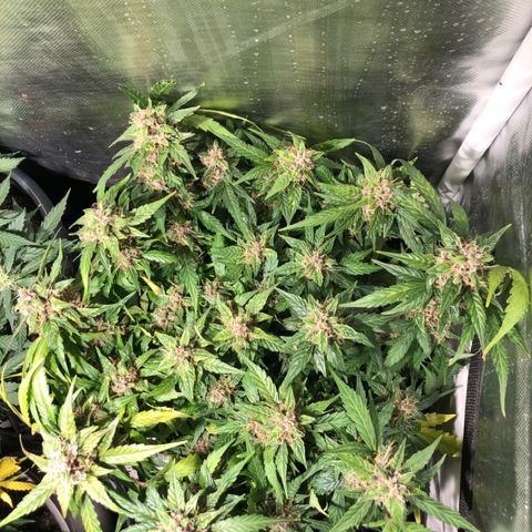 Purple Punch Auto growlog timeline photo