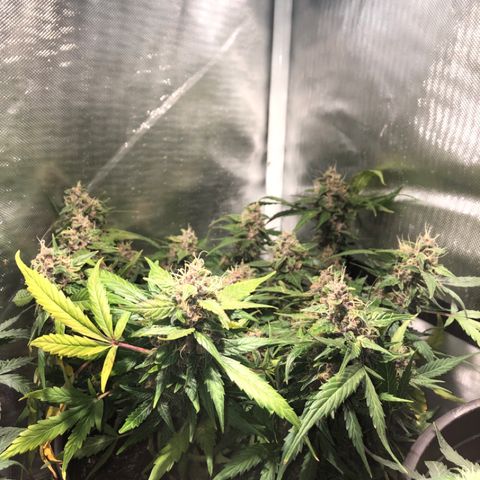 Purple Punch Auto growlog timeline photo